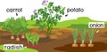 Landscape with vegetable garden. Potato, onion, carrot and radish plants with titles on garden bed